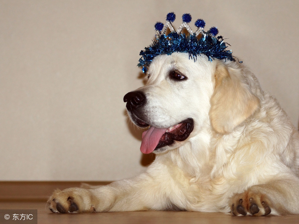 狗狗拉血怎么判断是肠炎还是细小,狗狗因为呕吐腹泻而死是细小吗