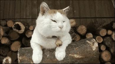 李克勤万妮达马凡舒都说哈尔滨冷，想穿羽绒服，未来几天天气是……