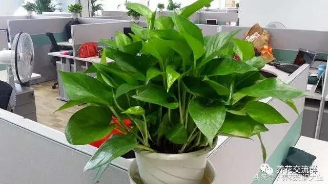 水培绿萝怎么养护长得才茂盛,刚种植的大盆绿萝柱怎么养护