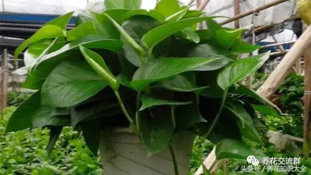 水培绿萝怎么养护长得才茂盛,刚种植的大盆绿萝柱怎么养护