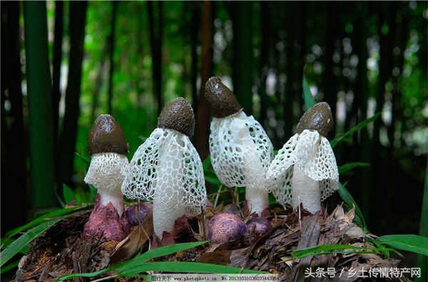 贵州特产大方贡椒哪里有卖 (广州哪里有卖贵州特产)