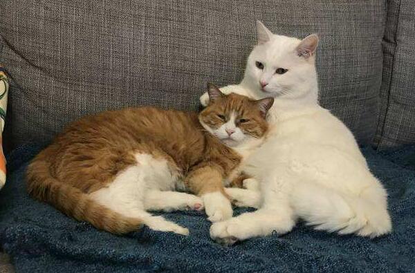 中华田园猫真的不如宠物猫吗,中华田园猫也可以当橘猫