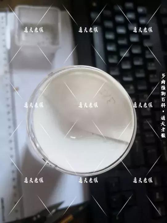 多肉播种洗种子全过程：是时候展现真正的技术了！