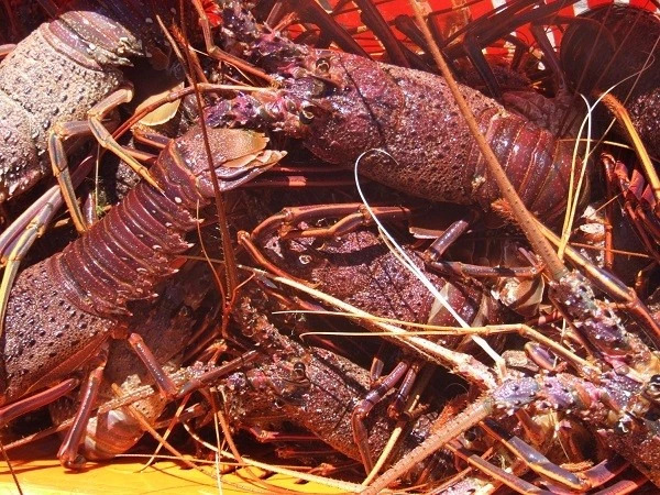 一个人的旅行并不孤单歌词,一个人的旅行广州