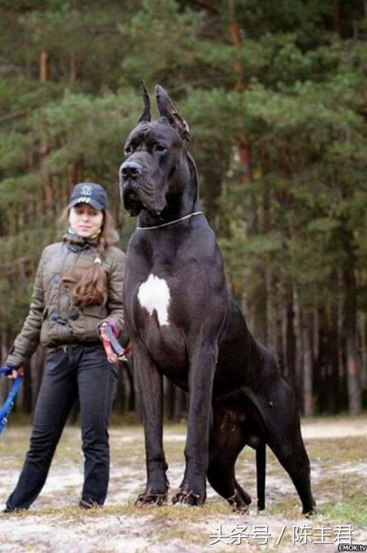世界名犬前十名,世界名犬排名前十名图片