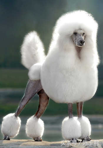 世界名犬前十名,世界名犬排名前十名图片