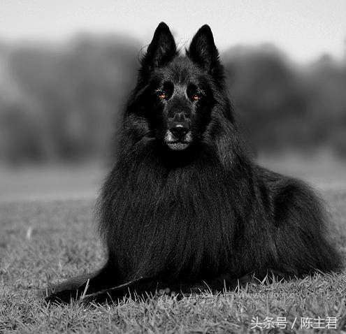 世界名犬前十名,世界名犬排名前十名图片