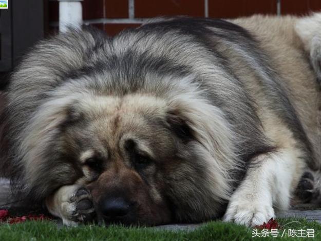 世界名犬前十名,世界名犬排名前十名图片
