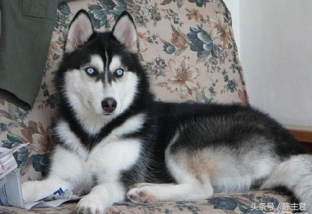 世界名犬前十名,世界名犬排名前十名图片