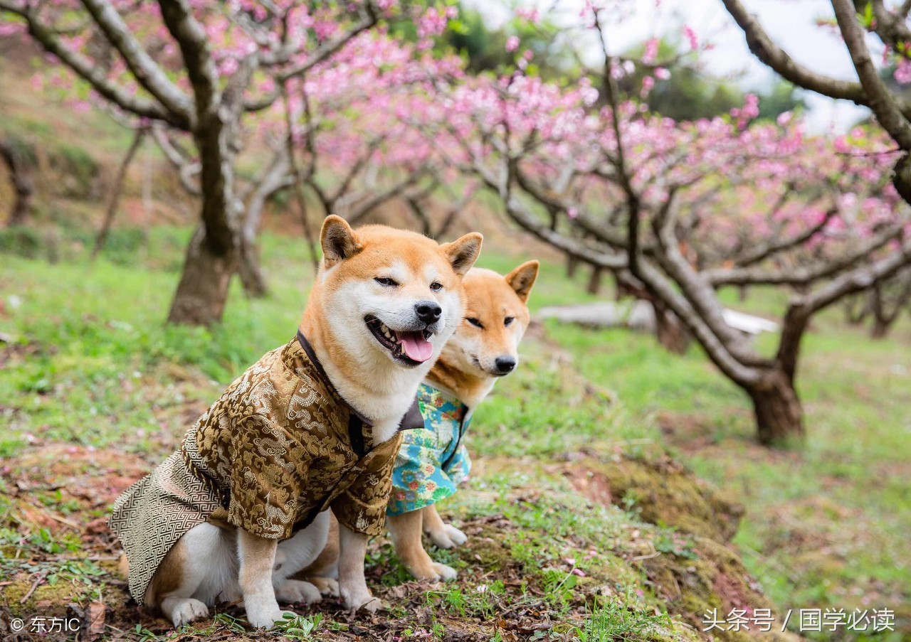 妙趣横生的十二生肖歇后语,十二生肖歇后语大全二年级