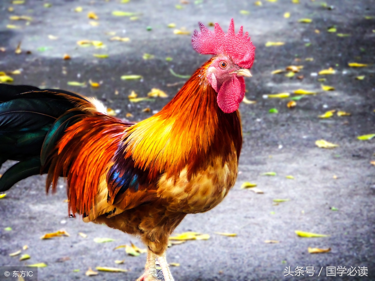 妙趣横生的十二生肖歇后语,十二生肖歇后语大全二年级