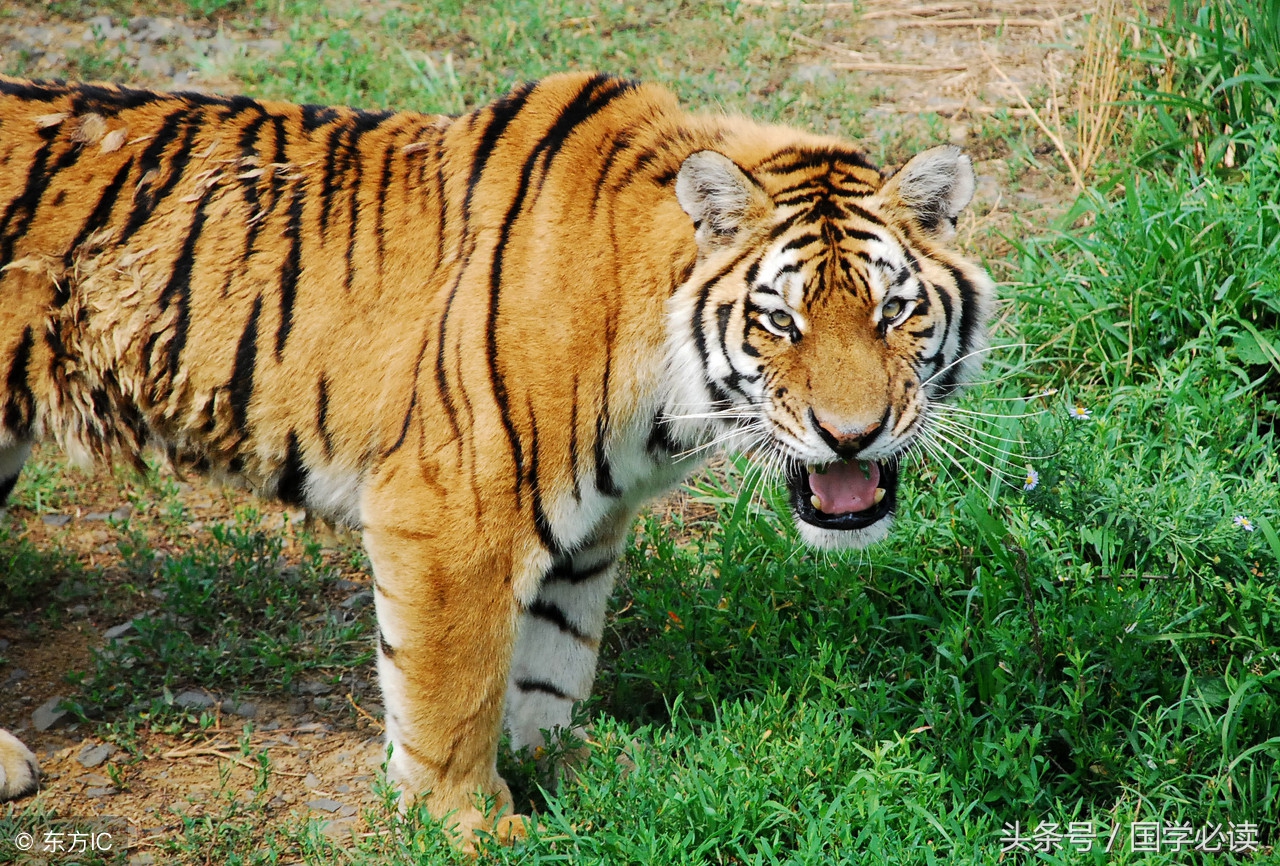 十二生肖歇后语大全小学生,包含十二生肖的歇后语大全