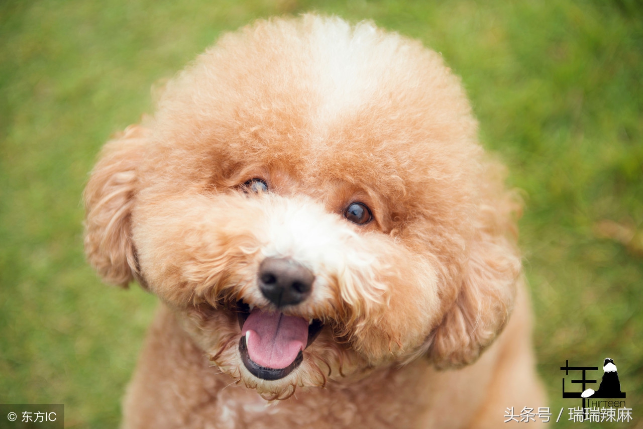 泰迪狗皮肤病的症状及治疗方法,泰迪狗得皮肤病治疗多少钱