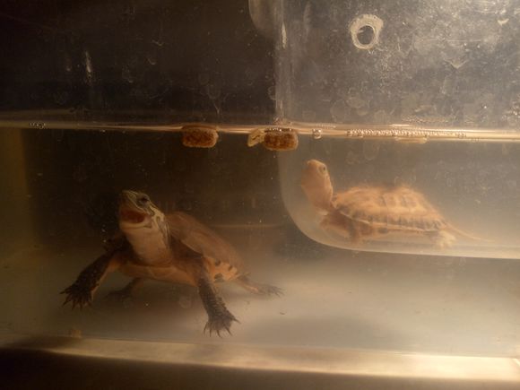 龟不用加热棒怎么给龟加温,龟治病加热棒推荐