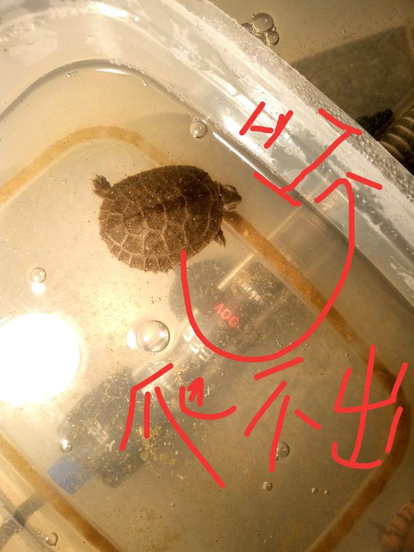 龟不用加热棒怎么给龟加温,龟治病加热棒推荐