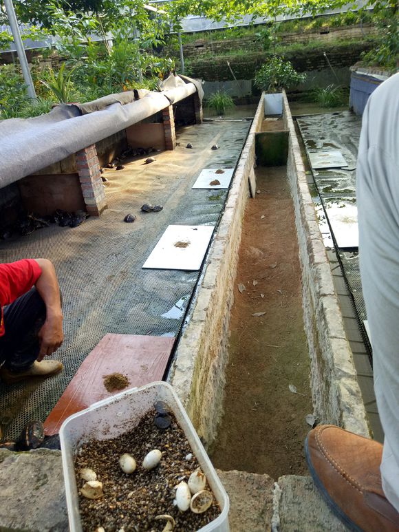 龟不用加热棒怎么给龟加温,龟治病加热棒推荐