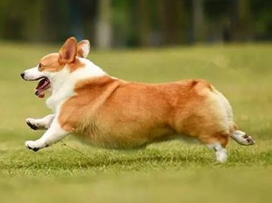 狗的种类大全,狗的种类大概介绍