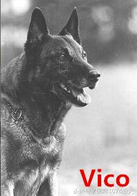 「可能是史上最清晰科普文章」系列之马犬起源和马犬的傲慢与偏见