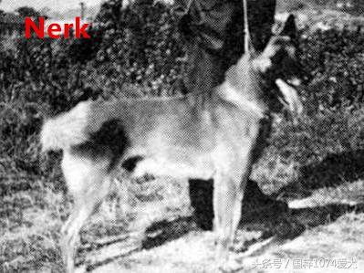 「可能是史上最清晰科普文章」系列之马犬起源和马犬的傲慢与偏见