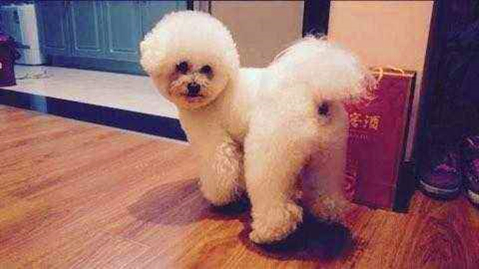 比熊感染球虫有什么症状,比熊幼犬感染真菌皮肤病怎么办