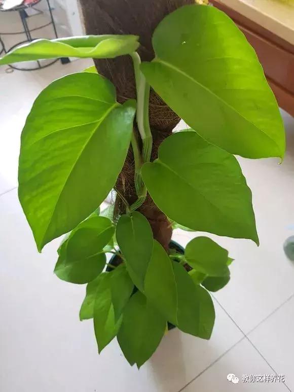 塑料瓶加点树皮，垒起来养成了绿萝树，发疯猛长叶宽20厘米！