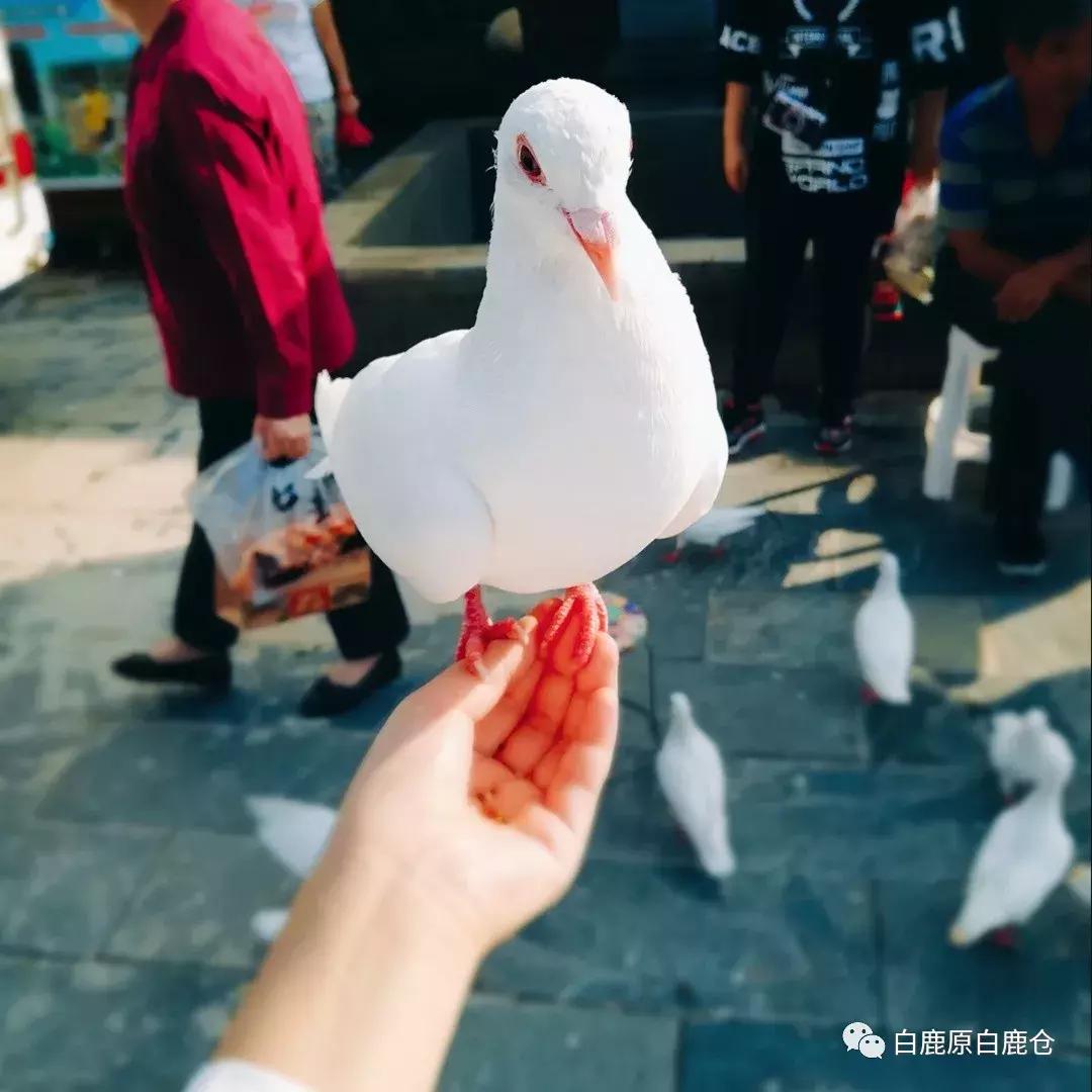 西安打卡公园必去的地方,西安打卡风景公园