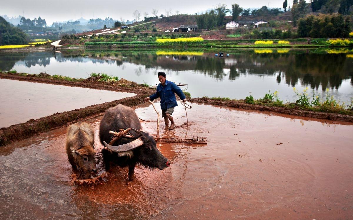 您知道《周易》“离”卦原来与火、鸟和牛有关系吗？