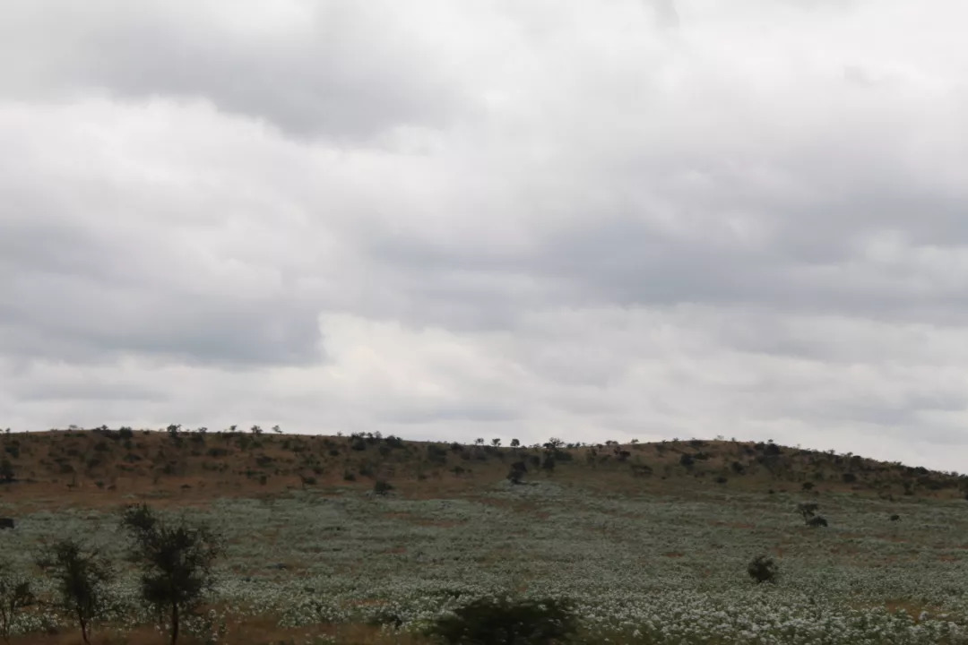 肯尼亚│我没有错过非洲，错过动物大迁徙