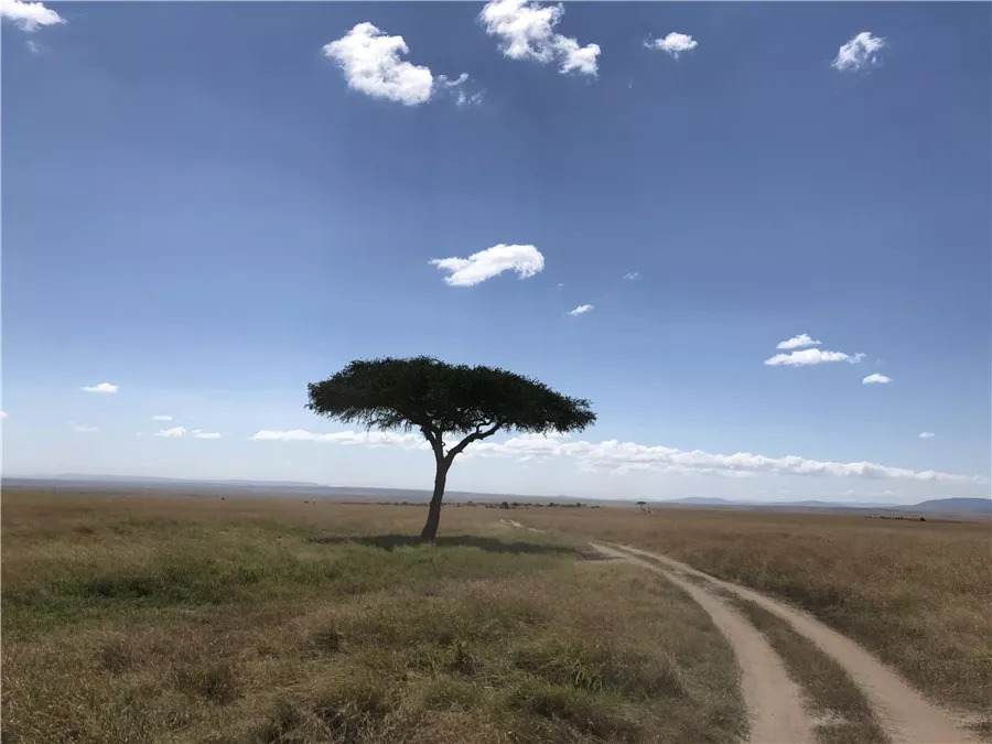 肯尼亚│我没有错过非洲，错过动物大迁徙