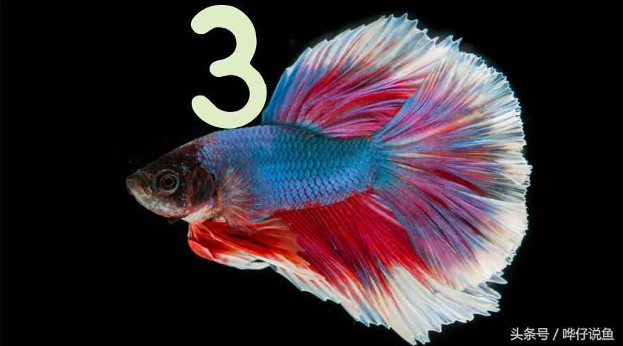 观赏鱼喂鱼的方法一天几次,养金鱼的1357原则