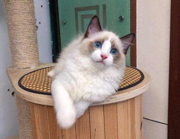 布偶猫最容易得的几个病,布偶猫常见的病症