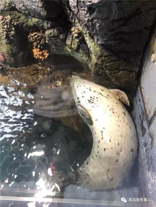 没有干劲的废柴海豹，只要心中有床，在哪里都可以豹睡个爽啊……