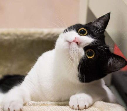 猫喜欢跟你睡枕头,猫喜欢和我睡说明什么