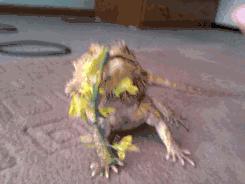 蜥类爬宠大全,爬宠短尾巨蜥