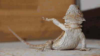 蜥类爬宠大全,爬宠短尾巨蜥