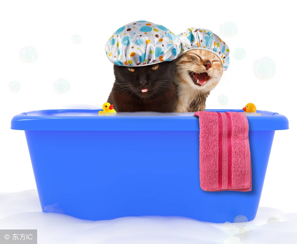 说明给猫洗澡有哪些注意事项,自己给猫洗澡注意事项