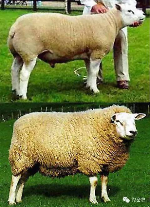 现在羊的品种最好的是什么品种,羊品种大全