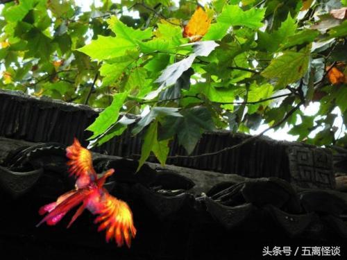 凤凰非梧桐不栖是个什么样的传说,凤凰是怎么栖于梧桐树的