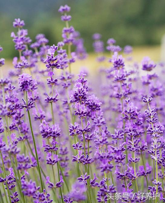 南方适合种什么品种的衣草,薰衣草品种及图片欣赏大全