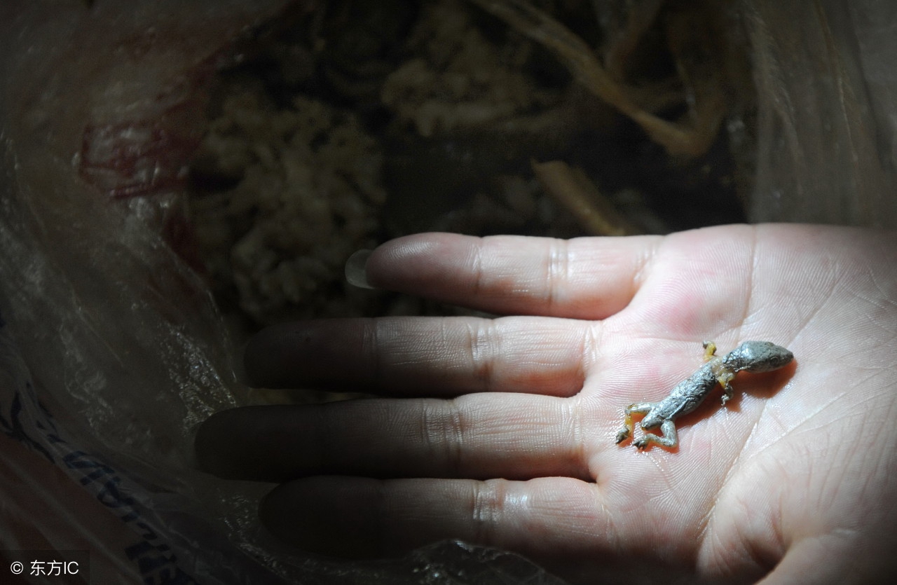 通络定惊，解毒消坚——壁虎