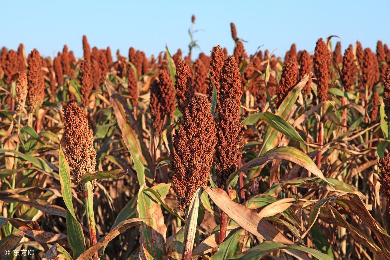 五谷杂粮类食物作用,各种五谷杂粮功效大全表