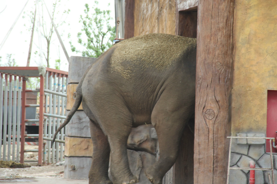 非洲象和亚洲象在上海野生动物园,南通森林野生动物园熊猫刚来南通
