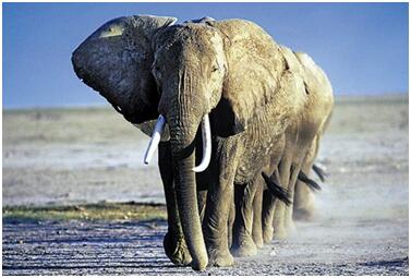 非洲象和亚洲象在上海野生动物园,南通森林野生动物园熊猫刚来南通