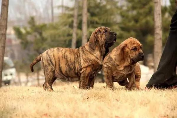 全球十大猛犬排名,全球十大真实猛犬排行榜