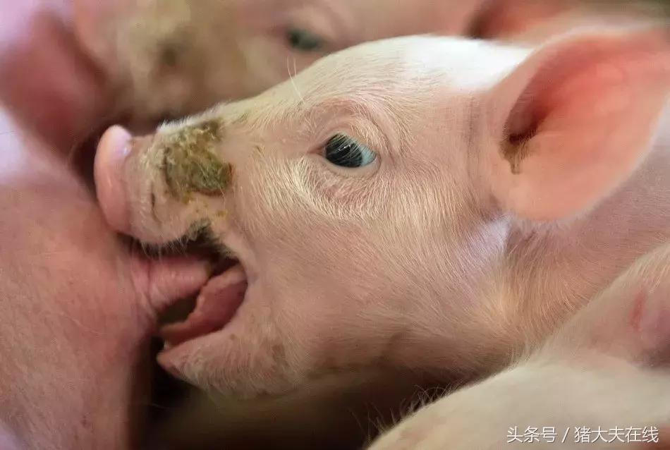 仔猪拉稀的最佳治疗方法,仔猪拉肚子死了能吃吗