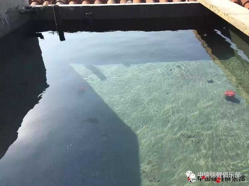 楼顶鱼池有哪些,屋顶鱼池的建造方法