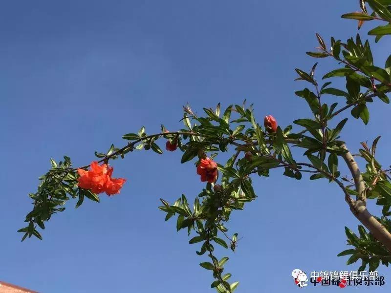 楼顶鱼池有哪些,屋顶鱼池的建造方法