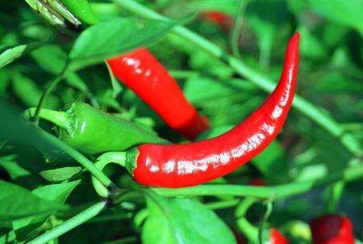 辣椒炭疽病的发病原因及防治措施