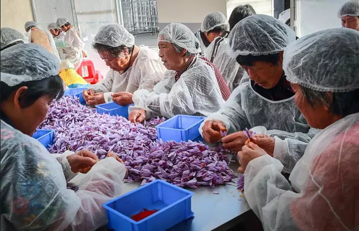 崇明旅游小镇,印象崇明岛