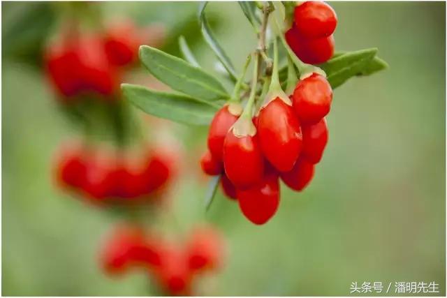 中宁枸杞鲜枸杞,养生佳品中宁枸杞